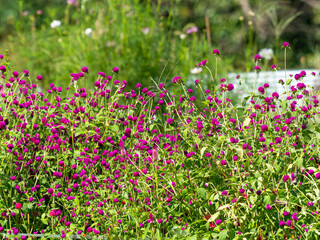 明日香村に咲くアザミの花