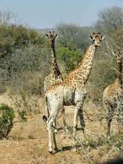 Three giraffes standing in a natural setting with sparse vegetation.