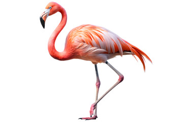 Single pink flamingo standing on one leg against transparent background