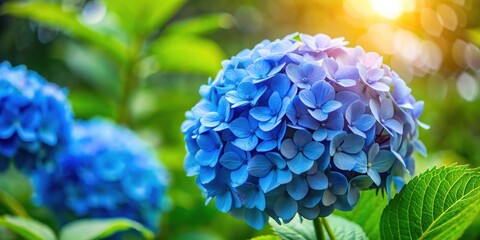 Blue hydrangea flower blooming in the garden, hydrangea, blue, flower, garden, plant, bloom, nature, beautiful, summer