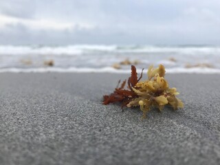 Seaweed on the Beach