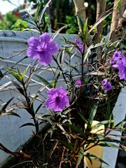 rawelia flower, ruelia flower, kencana flower