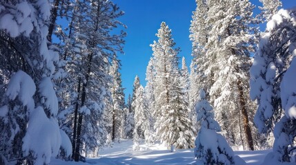 Snowy Pine Forest Under Blue Skies