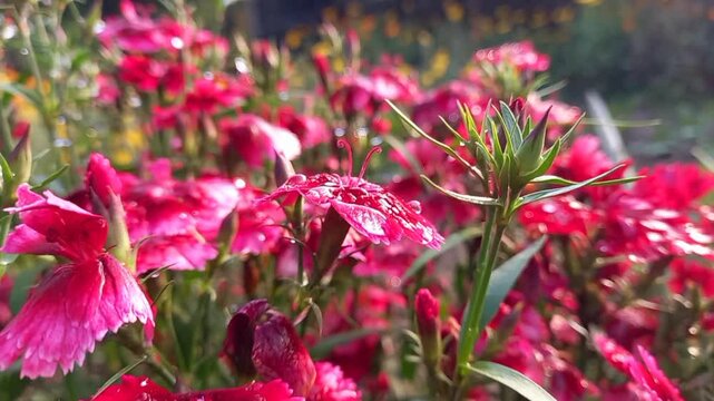 Clove pinks, grenadines, Carnation or Dianthus caryophyllus
