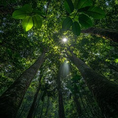 Fototapeta premium Sunbeams Through Rainforest Canopy