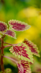 Coleus atropurpurrus Benth taken with macro.