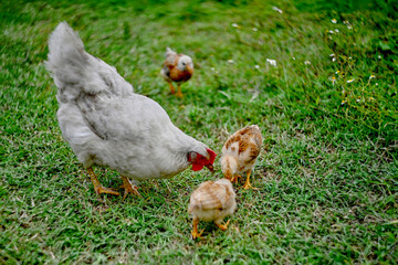Free range organic agrarian hen teaching her chicks forage for food in grassy field. Copy space. Сoncept sustainable farming and nurturing bond between mother hen and her chicks