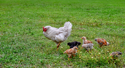 Free range organic agrarian hen teaching her chicks to forage for food in grassy field. Banner sustainable farming, bond between mother hen and chicks. Copy space