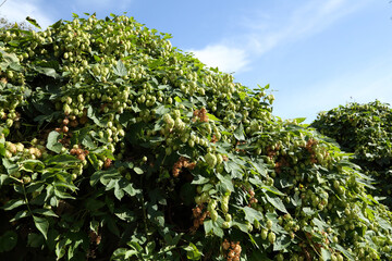 Hop bushes. Wild hops. Hops for brewing. Hops.