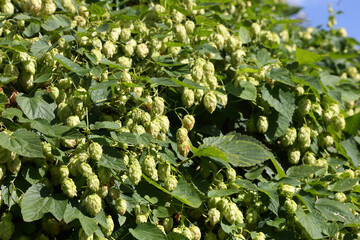 Hop bushes. Wild hops. Hops for brewing. Hops.