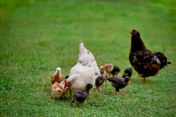 Two free range organic agrarian hens guiding their chicks as they forage for food in grassy field. Concept sustainable farming practices. Copy space empty space for advertising