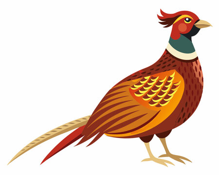 recommend clip art: Common pheasant bird vector art illustration
