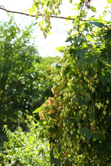 Hop bushes. Wild hops. Hops for brewing. Hops.