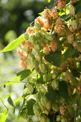 Hop bushes. Wild hops. Hops for brewing. Hops.