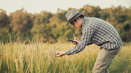 Young farmers use tablets to research and study the development of rice varieties in their fields. To increase the productivity of rice breeding research. Smart farming uses technology to control plan