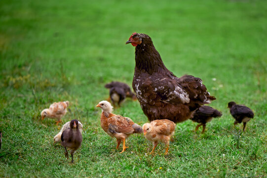 Free range organic hen overseeing her chicks as they explore and peck in green field. Concept sustainable agriculture. Copy space for text