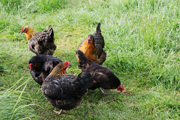 Hens in the Grass