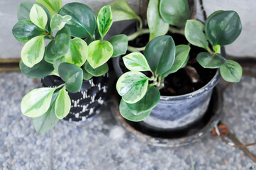 Peperomia obtusifolia, Baby Rubber Plant or Pepper Face or PIPERACEAE