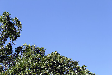 Green leaves on a tree against a clear blue sky abstract background