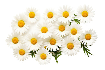 Fresh chamomile floral arrangement