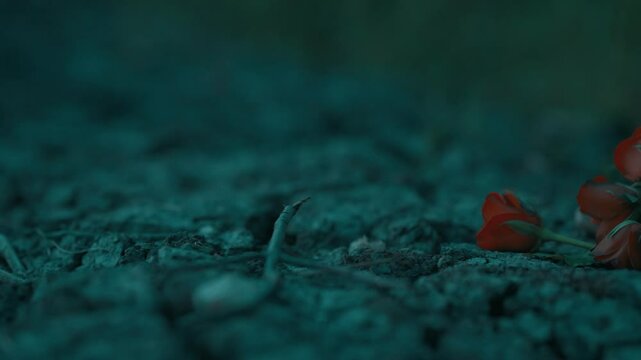 bunch of roses pain through the chest, heat break while she leaves from your world. feels like a dagger through the chest, roses falling to the ground showing the painful break up 