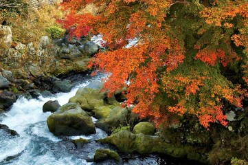 A serene riverside scene with vibrant autumn foliage and rushing water.