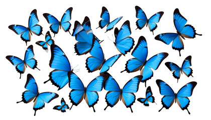  blue olated butterflies white three beauty black bright butterfly collection colourful flying isolated natural summer white wing free spring present letter celebration light freedom three different