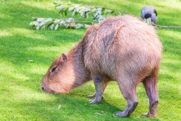 A large capybara walks on the green grass in the park