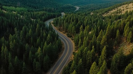 Aerial View of Winding Road Through Evergreen Forest