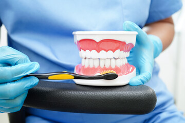 Doctor clean teeth denture with toothbrush for teach patient and dentist studying about dentistry.