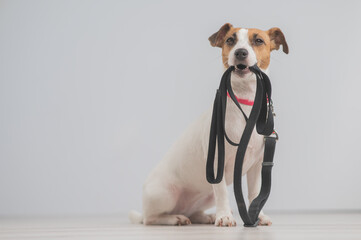 Jack Russell Terrier dog holding a leash and calling for a walk. 