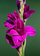 Blooming Gladiolus Sugar Plum on a green background