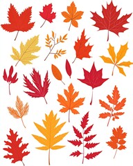 Collection of autumn leaves in various shades of red, orange and yellow, isolated on white background.