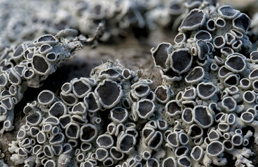 Lichen