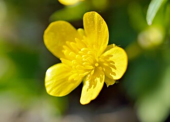 A close-up of a bright yellow flower with intricate petals and a soft focus background.