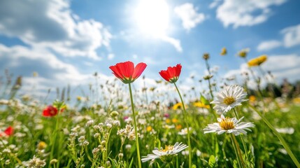 Naklejka premium A vibrant field of wildflowers under a bright sky, showcasing nature's beauty.