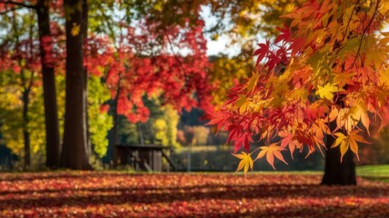 Maple leaves showcasing changing fall colors in a beautiful autumn background