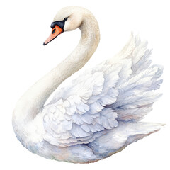 A beautiful white mute swan swims gracefully.
