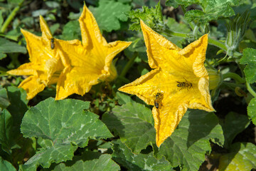 Large yellow pumpkin flowers pollinated by bees. Pumpkin blossoming in the garden.