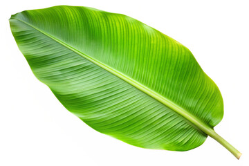 Single green banana leaf isolated on transparent background