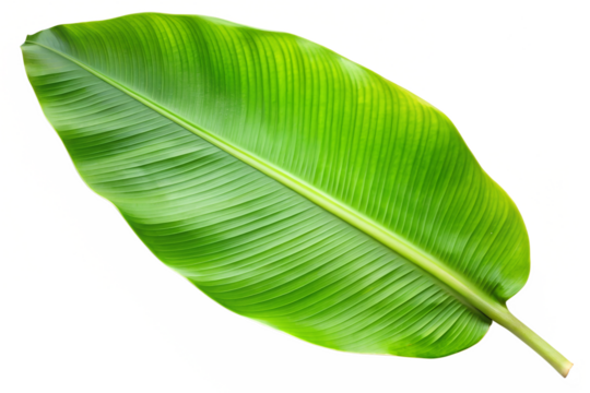 Single green banana leaf isolated on transparent background - Powered by Adobe