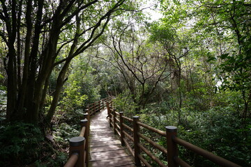Fototapeta premium fine boardwalk through primeval forest