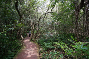 fine walkway through dense spring forest