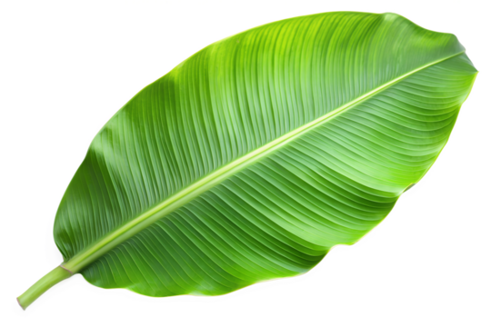 Single green banana leaf isolated on transparent background