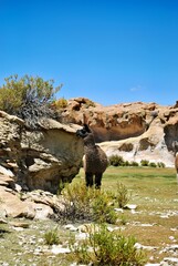 A llama stands near rocky formations under a clear blue sky in a natural landscape.