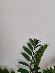 A straight green branch placed against a smooth grey concrete wall. Ideal for minimalistic illustrations or as a background