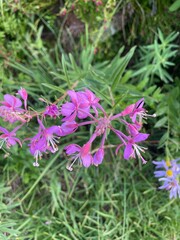 pink flowers in the garden native flowers in mount rainier national park fire weed