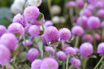 close up of a pink pom clover flower zoomed in