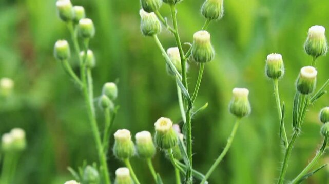 Conyza bonariensis or Erigeron bonariensis footage