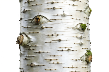 Close-up of birch tree bark texture and white color